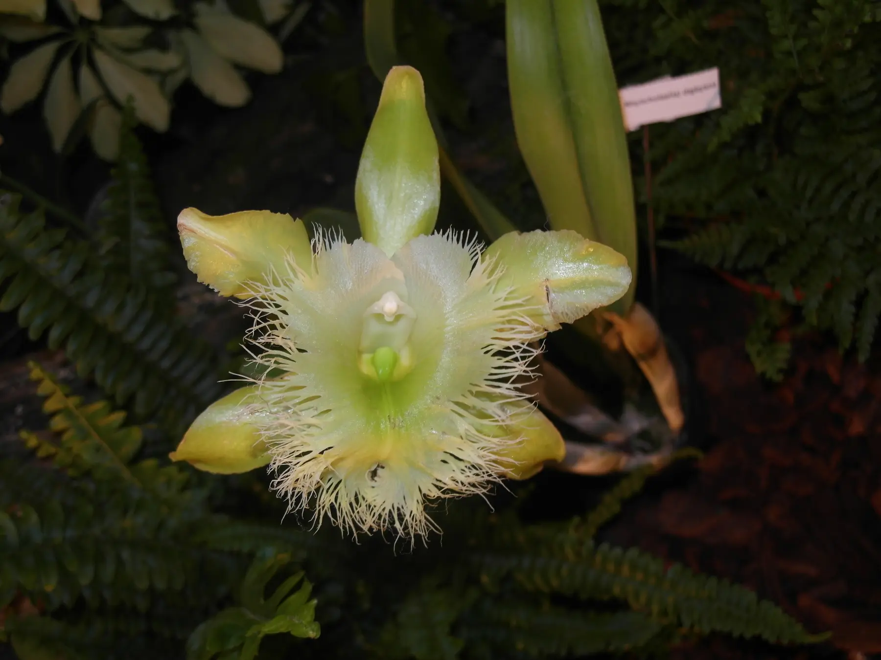 Flor de Rhyncholaelia digbyana en cultivo